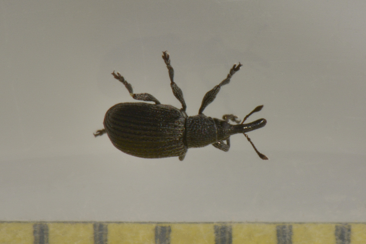Apionidae:  Melanapion sp?  Sì, Melanapion minimum, femmina